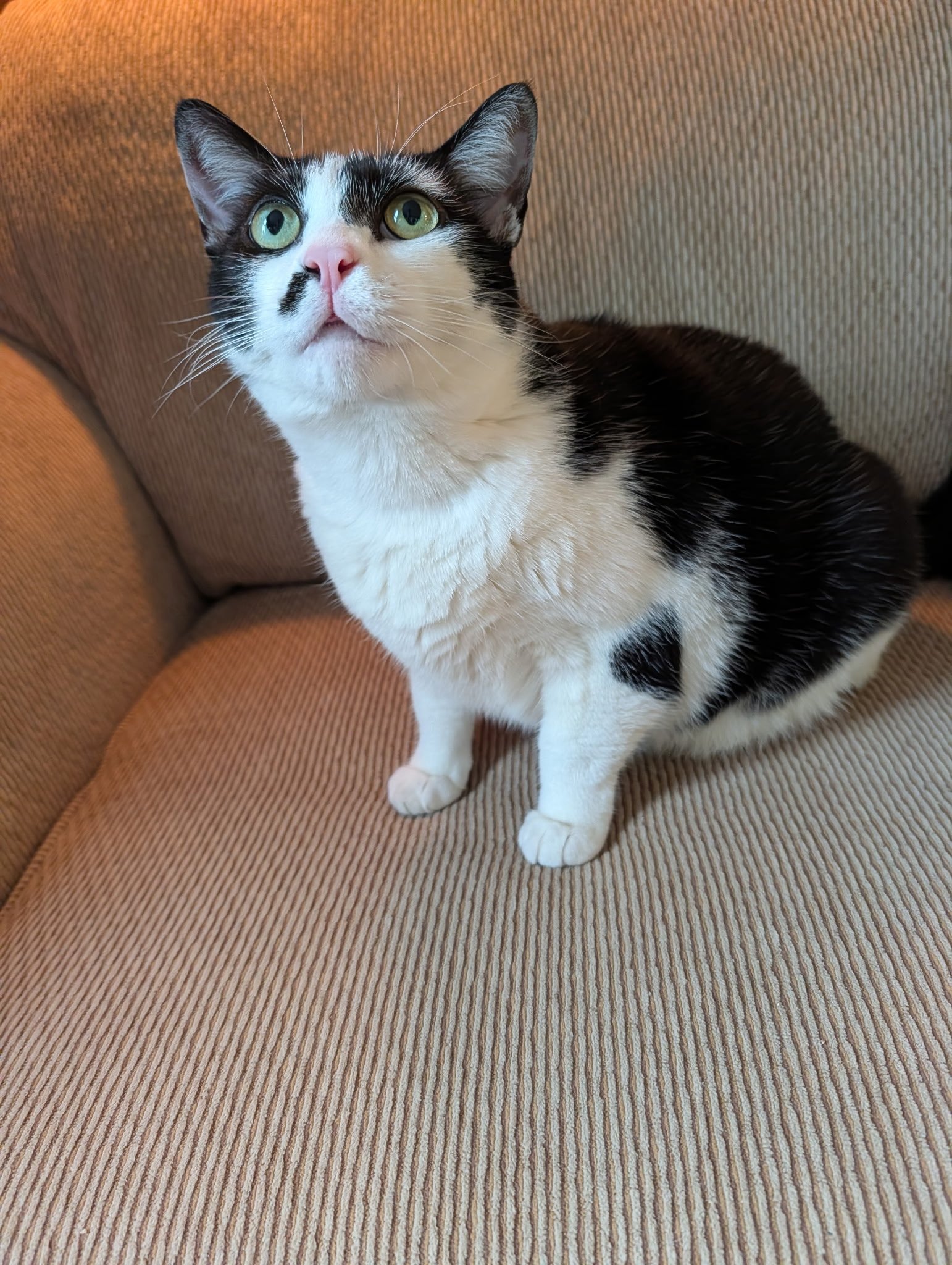 Indie Bean, a black and white cat, sitting upright and looking up