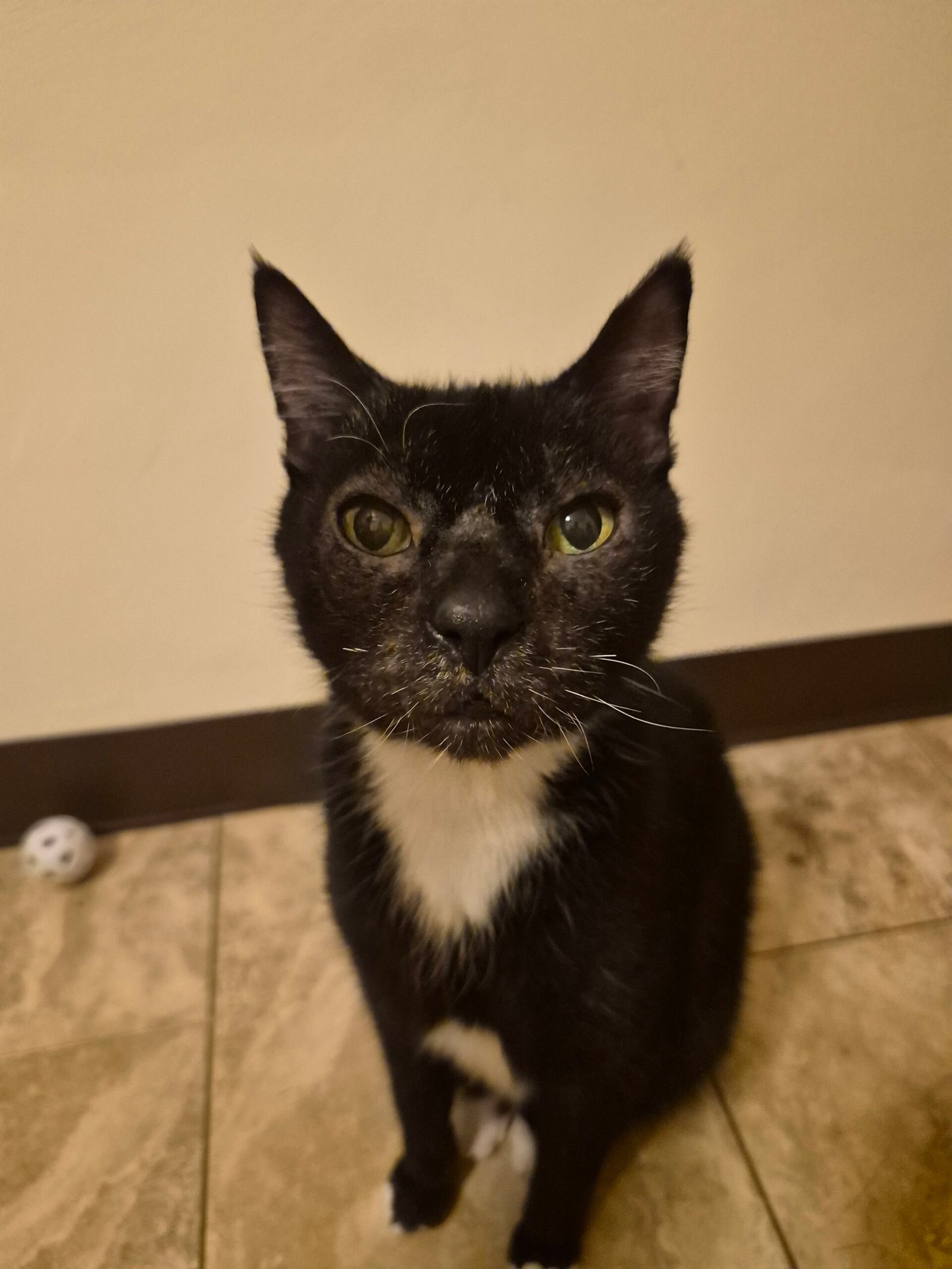 Sun-Sun, a black and white tuxedo cat, looking up at the camera