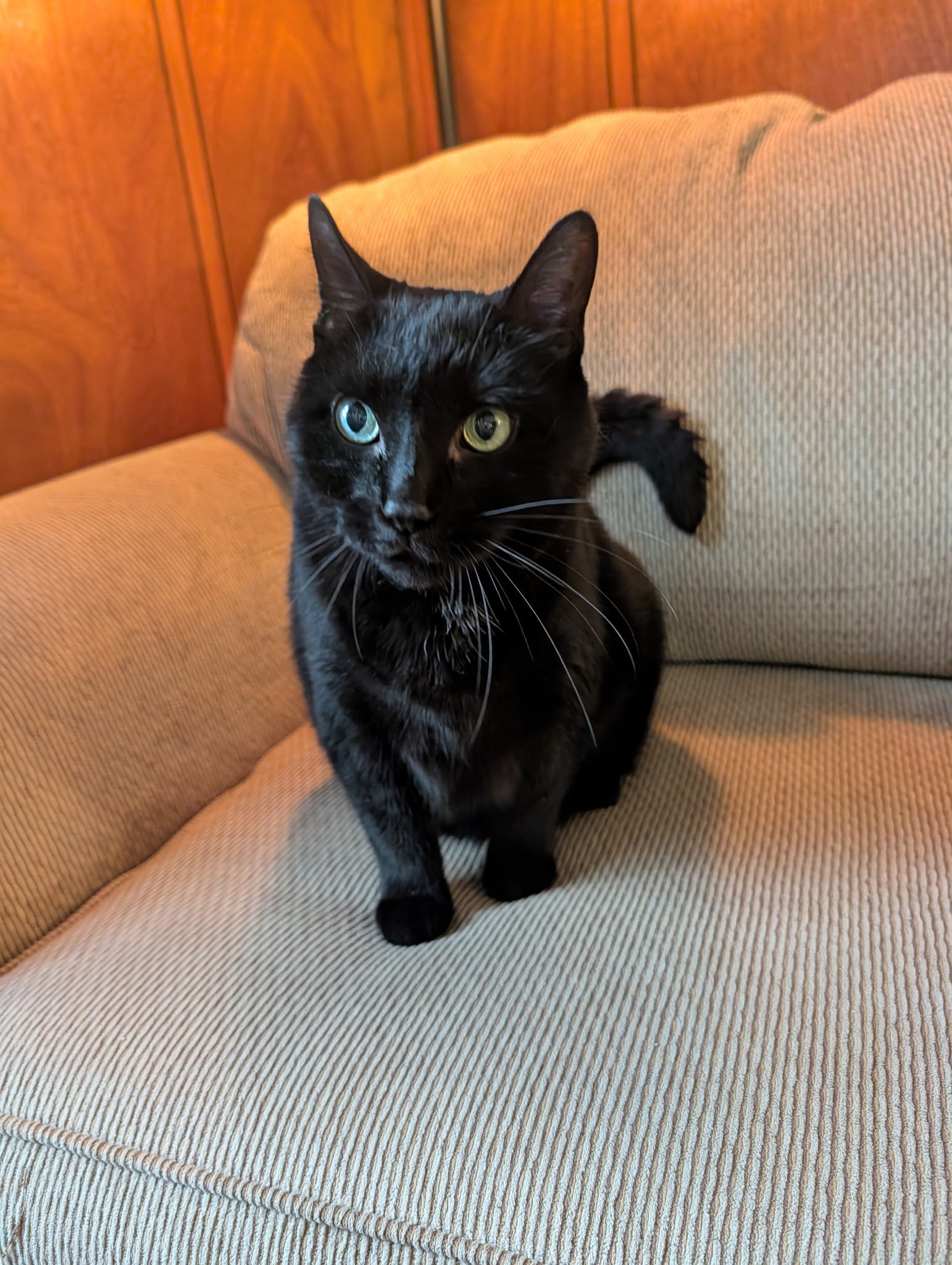 Raffi, a black cat, sitting on an armchair